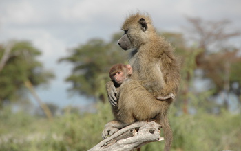 Juvenile male baboon holding his young infant brother.